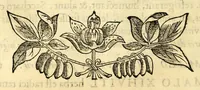 An illustration from Nova plantarum, animalium et mineralium Mexicanorum historia (1651)