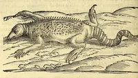 An illustration from Nova plantarum, animalium et mineralium Mexicanorum historia (1651)