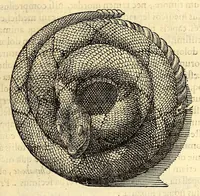 An illustration from Nova plantarum, animalium et mineralium Mexicanorum historia (1651)