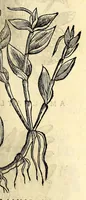 An illustration from Nova plantarum, animalium et mineralium Mexicanorum historia (1651)