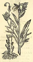 An illustration from Nova plantarum, animalium et mineralium Mexicanorum historia (1651)