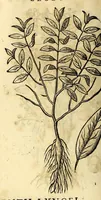 An illustration from Nova plantarum, animalium et mineralium Mexicanorum historia (1651)