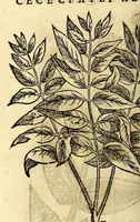 Picture 57 of 69 from Nova plantarum, animalium et mineralium Mexicanorum historia (1651), leaf 384