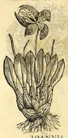 An illustration from Nova plantarum, animalium et mineralium Mexicanorum historia (1651)