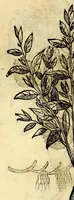 Picture 59 of 69 from Nova plantarum, animalium et mineralium Mexicanorum historia (1651), leaf 390