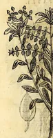 An illustration from Nova plantarum, animalium et mineralium Mexicanorum historia (1651)