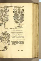 An illustration from Nova plantarum, animalium et mineralium Mexicanorum historia (1651)