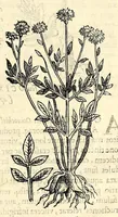 An illustration from Nova plantarum, animalium et mineralium Mexicanorum historia (1651)