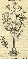 An illustration from Nova plantarum, animalium et mineralium Mexicanorum historia (1651)