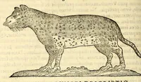 Picture 63 of 69 from Nova plantarum, animalium et mineralium Mexicanorum historia (1651), leaf 520