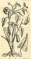 Picture 5 of 69 from Nova plantarum, animalium et mineralium Mexicanorum historia (1651), leaf 58