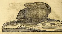 Picture 64 of 69 from Nova plantarum, animalium et mineralium Mexicanorum historia (1651), leaf 604