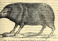 Picture 65 of 69 from Nova plantarum, animalium et mineralium Mexicanorum historia (1651), leaf 659