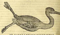 Picture 66 of 69 from Nova plantarum, animalium et mineralium Mexicanorum historia (1651), leaf 708