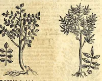 Picture 6 of 69 from Nova plantarum, animalium et mineralium Mexicanorum historia (1651), leaf 73