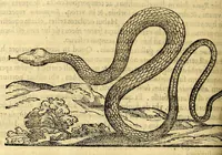Picture 67 of 69 from Nova plantarum, animalium et mineralium Mexicanorum historia (1651), leaf 796