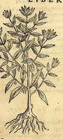 An illustration from Nova plantarum, animalium et mineralium Mexicanorum historia (1651)