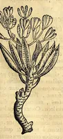 An illustration from Nova plantarum, animalium et mineralium Mexicanorum historia (1651)