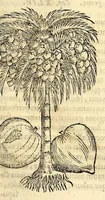 Picture 9 of 69 from Nova plantarum, animalium et mineralium Mexicanorum historia (1651), leaf 91