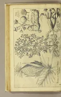 An illustration from Nova typis transacta navigatio. : Novi Orbis Indiæ Occidentalis admodum reverendissimorum PP. ... Dn. Buellii Cataloni abbatis montis Serrati, & in vniversam Americam, sive Novum Orbem sacræ sedis Apostolicæ Romanæ â latere legati, vicarij, ac patriarchæ : sociorumq[ue] monarchorum ex Ordine S.P.N. Benedicti ad suprà dicti Novi Mundi barbaras gentes Christi S. Evangelium prædicandi gratia delegatorum sacerdotum dimissi per S.D.D. Papam Alexandrum VI. Anno Christi. 1492. Nunc primum e varijs scriptoribus in vnum collecta, & figuris ornata. (1621)