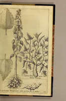 An illustration from Nova typis transacta navigatio. : Novi Orbis Indiæ Occidentalis admodum reverendissimorum PP. ... Dn. Buellii Cataloni abbatis montis Serrati, & in vniversam Americam, sive Novum Orbem sacræ sedis Apostolicæ Romanæ â latere legati, vicarij, ac patriarchæ : sociorumq[ue] monarchorum ex Ordine S.P.N. Benedicti ad suprà dicti Novi Mundi barbaras gentes Christi S. Evangelium prædicandi gratia delegatorum sacerdotum dimissi per S.D.D. Papam Alexandrum VI. Anno Christi. 1492. Nunc primum e varijs scriptoribus in vnum collecta, & figuris ornata. (1621)