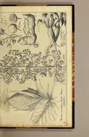 An illustration from Nova typis transacta navigatio. : Novi Orbis Indiæ Occidentalis admodum reverendissimorum PP. ... Dn. Buellii Cataloni abbatis montis Serrati, & in vniversam Americam, sive Novum Orbem sacræ sedis Apostolicæ Romanæ â latere legati, vicarij, ac patriarchæ : sociorumq[ue] monarchorum ex Ordine S.P.N. Benedicti ad suprà dicti Novi Mundi barbaras gentes Christi S. Evangelium prædicandi gratia delegatorum sacerdotum dimissi per S.D.D. Papam Alexandrum VI. Anno Christi. 1492. Nunc primum e varijs scriptoribus in vnum collecta, & figuris ornata. (1621)