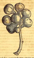 Picture 8 of 24 from Novus orbis seu Descriptionis Indiae Occidentalis, libri XVIII. (1633), leaf 185
