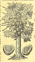Picture 15 of 24 from Novus orbis seu Descriptionis Indiae Occidentalis, libri XVIII. (1633), leaf 547