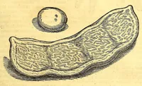 Picture 16 of 24 from Novus orbis seu Descriptionis Indiae Occidentalis, libri XVIII. (1633), leaf 553
