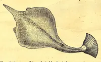 Picture 17 of 24 from Novus orbis seu Descriptionis Indiae Occidentalis, libri XVIII. (1633), leaf 556