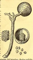 Picture 19 of 24 from Novus orbis seu Descriptionis Indiae Occidentalis, libri XVIII. (1633), leaf 595