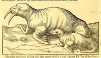 Picture 4 of 24 from Novus orbis seu Descriptionis Indiae Occidentalis, libri XVIII. (1633), leaf 86