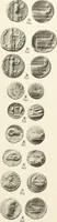 An illustration from Numismata graeca; Greek coin-types, classified for immediate identification (1910)