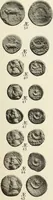 An illustration from Numismata graeca; Greek coin-types, classified for immediate identification (1910)