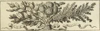 An illustration from Numismata imperatorum romanorum praestantiora a Julio Caesare ad Postumum usque per Joannem Vaillant (1743)