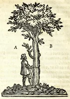 Picture 5 of 17 from Nuoua architettura dell' agrimensura di terre, et acque (1672), leaf 28