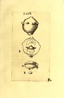 An illustration from Obseruationes circa viuentia, quæ in rebus non viuentibus reperiuntur : Cum micrographia curiosa siue Rerum minutissimarum obseruationibus, quæ ope microscopij recognitæ ad viuum exprimuntur : his accesserunt aliquot animalium testaceorum icones non antea in lucem editæ : omnia curiosorum naturæ exploratorum vtilitati & iucunditati expressa & oblata (1691)