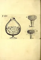 An illustration from Obseruationes circa viuentia, quæ in rebus non viuentibus reperiuntur : Cum micrographia curiosa siue Rerum minutissimarum obseruationibus, quæ ope microscopij recognitæ ad viuum exprimuntur : his accesserunt aliquot animalium testaceorum icones non antea in lucem editæ : omnia curiosorum naturæ exploratorum vtilitati & iucunditati expressa & oblata (1691)