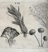An illustration from Obseruationes circa viuentia, quæ in rebus non viuentibus reperiuntur : Cum micrographia curiosa siue Rerum minutissimarum obseruationibus, quæ ope microscopij recognitæ ad viuum exprimuntur : his accesserunt aliquot animalium testaceorum icones non antea in lucem editæ : omnia curiosorum naturæ exploratorum vtilitati & iucunditati expressa & oblata (1691)