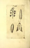 An illustration from Obseruationes circa viuentia, quæ in rebus non viuentibus reperiuntur : Cum micrographia curiosa siue Rerum minutissimarum obseruationibus, quæ ope microscopij recognitæ ad viuum exprimuntur : his accesserunt aliquot animalium testaceorum icones non antea in lucem editæ : omnia curiosorum naturæ exploratorum vtilitati & iucunditati expressa & oblata (1691)