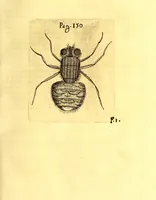 An illustration from Obseruationes circa viuentia, quæ in rebus non viuentibus reperiuntur : Cum micrographia curiosa siue Rerum minutissimarum obseruationibus, quæ ope microscopij recognitæ ad viuum exprimuntur : his accesserunt aliquot animalium testaceorum icones non antea in lucem editæ : omnia curiosorum naturæ exploratorum vtilitati & iucunditati expressa & oblata (1691)