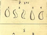 Picture 14 of 85 from Obseruationes circa viuentia, quæ in rebus non viuentibus reperiuntur : Cum micrographia curiosa siue Rerum minutissimarum obseruationibus, quæ ope microscopij recognitæ ad viuum exprimuntur : his accesserunt aliquot animalium testaceorum icones non antea in lucem editæ : omnia curiosorum naturæ exploratorum vtilitati & iucunditati expressa & oblata (1691), leaf 217