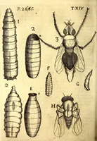 An illustration from Obseruationes circa viuentia, quæ in rebus non viuentibus reperiuntur : Cum micrographia curiosa siue Rerum minutissimarum obseruationibus, quæ ope microscopij recognitæ ad viuum exprimuntur : his accesserunt aliquot animalium testaceorum icones non antea in lucem editæ : omnia curiosorum naturæ exploratorum vtilitati & iucunditati expressa & oblata (1691)