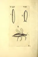 An illustration from Obseruationes circa viuentia, quæ in rebus non viuentibus reperiuntur : Cum micrographia curiosa siue Rerum minutissimarum obseruationibus, quæ ope microscopij recognitæ ad viuum exprimuntur : his accesserunt aliquot animalium testaceorum icones non antea in lucem editæ : omnia curiosorum naturæ exploratorum vtilitati & iucunditati expressa & oblata (1691)