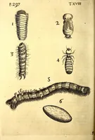 An illustration from Obseruationes circa viuentia, quæ in rebus non viuentibus reperiuntur : Cum micrographia curiosa siue Rerum minutissimarum obseruationibus, quæ ope microscopij recognitæ ad viuum exprimuntur : his accesserunt aliquot animalium testaceorum icones non antea in lucem editæ : omnia curiosorum naturæ exploratorum vtilitati & iucunditati expressa & oblata (1691)