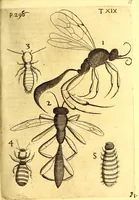 An illustration from Obseruationes circa viuentia, quæ in rebus non viuentibus reperiuntur : Cum micrographia curiosa siue Rerum minutissimarum obseruationibus, quæ ope microscopij recognitæ ad viuum exprimuntur : his accesserunt aliquot animalium testaceorum icones non antea in lucem editæ : omnia curiosorum naturæ exploratorum vtilitati & iucunditati expressa & oblata (1691)