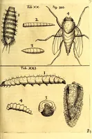 An illustration from Obseruationes circa viuentia, quæ in rebus non viuentibus reperiuntur : Cum micrographia curiosa siue Rerum minutissimarum obseruationibus, quæ ope microscopij recognitæ ad viuum exprimuntur : his accesserunt aliquot animalium testaceorum icones non antea in lucem editæ : omnia curiosorum naturæ exploratorum vtilitati & iucunditati expressa & oblata (1691)