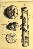 An illustration from Obseruationes circa viuentia, quæ in rebus non viuentibus reperiuntur : Cum micrographia curiosa siue Rerum minutissimarum obseruationibus, quæ ope microscopij recognitæ ad viuum exprimuntur : his accesserunt aliquot animalium testaceorum icones non antea in lucem editæ : omnia curiosorum naturæ exploratorum vtilitati & iucunditati expressa & oblata (1691)