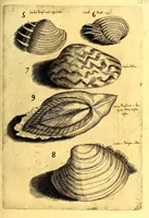 An illustration from Obseruationes circa viuentia, quæ in rebus non viuentibus reperiuntur : Cum micrographia curiosa siue Rerum minutissimarum obseruationibus, quæ ope microscopij recognitæ ad viuum exprimuntur : his accesserunt aliquot animalium testaceorum icones non antea in lucem editæ : omnia curiosorum naturæ exploratorum vtilitati & iucunditati expressa & oblata (1691)