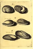 An illustration from Obseruationes circa viuentia, quæ in rebus non viuentibus reperiuntur : Cum micrographia curiosa siue Rerum minutissimarum obseruationibus, quæ ope microscopij recognitæ ad viuum exprimuntur : his accesserunt aliquot animalium testaceorum icones non antea in lucem editæ : omnia curiosorum naturæ exploratorum vtilitati & iucunditati expressa & oblata (1691)